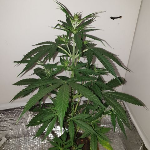 Cream 1 2024/25 growlog timeline photo