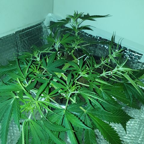 Gelato 1 2024/25 growlog timeline photo
