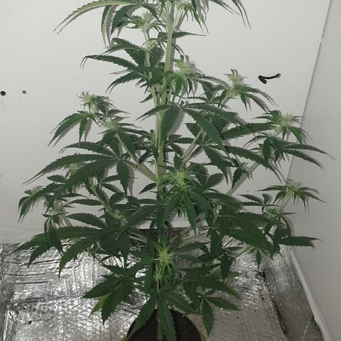Cream 1 2024/25 growlog timeline photo