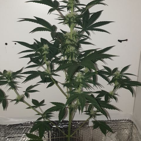 Red Poison 2 2024/25 growlog timeline photo