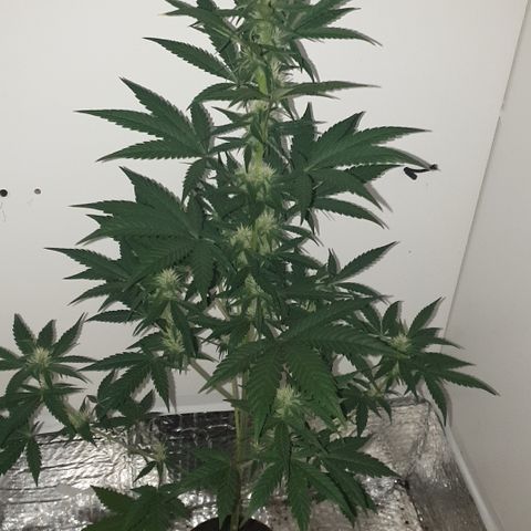 Red Poison 2 2024/25 growlog timeline photo
