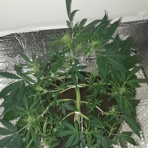 Gelato 1 2024/25 growlog timeline photo