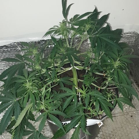 Gelato 1 2024/25 growlog timeline photo