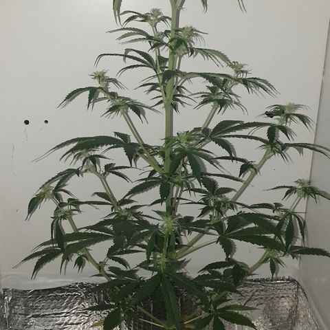 Cream 1 2024/25 growlog timeline photo