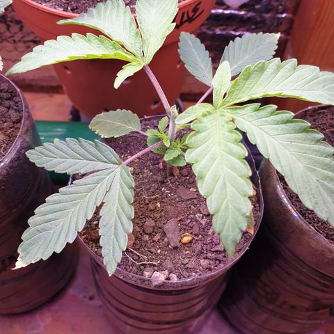 Unknown 1 2024/25 growlog timeline photo