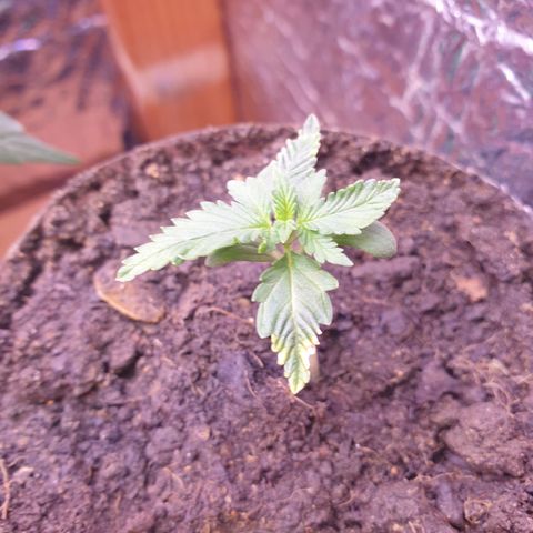 AmzXRedP 2025 growlog timeline photo