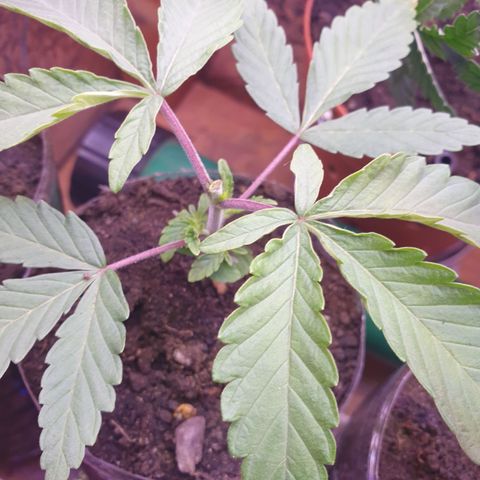 Unknown 1 2024/25 growlog timeline photo