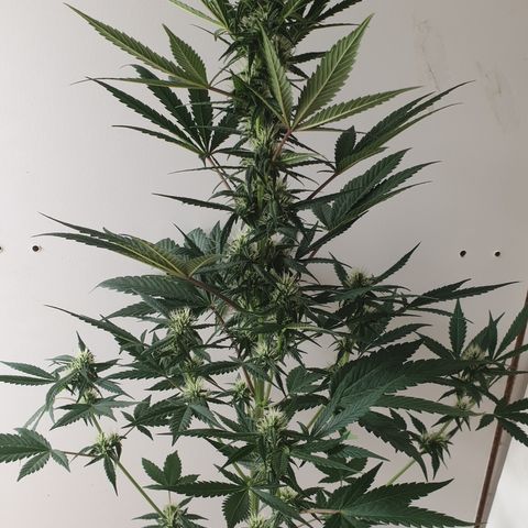 Red Poison 2 2024/25 growlog timeline photo
