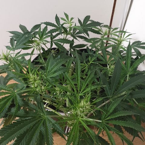 Gelato 1 2024/25 growlog timeline photo