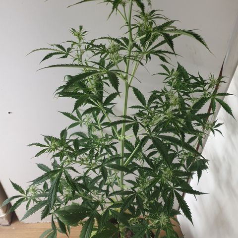 Cream 1 2024/25 growlog timeline photo