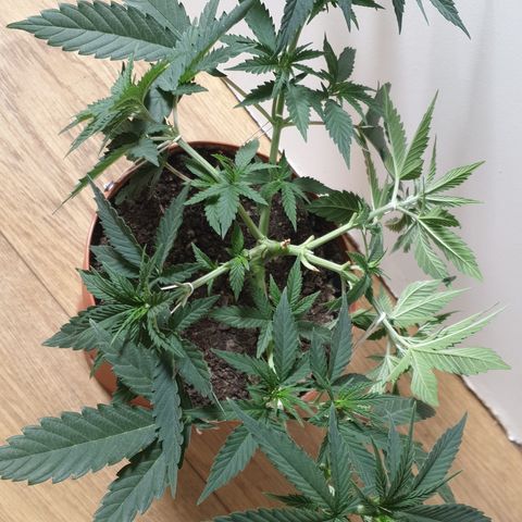 Blue Kush 3 2024/25 growlog timeline photo