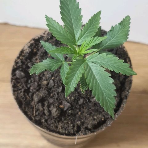 AmzXRedP 2025 growlog timeline photo