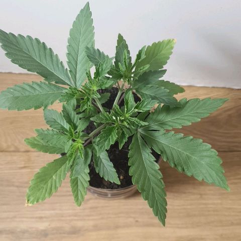 Unknown 1 2024/25 growlog timeline photo