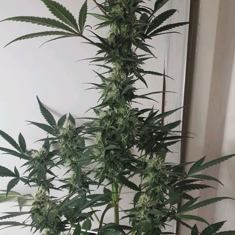 Red Poison 2 2024/25 growlog timeline photo