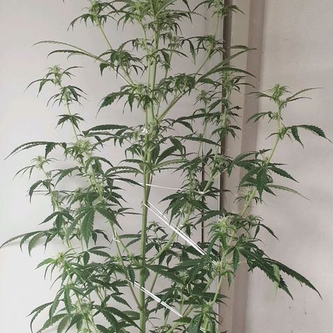 Cream 1 2024/25 growlog timeline photo