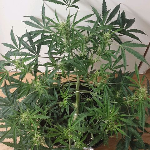 Gelato 1 2024/25 growlog timeline photo
