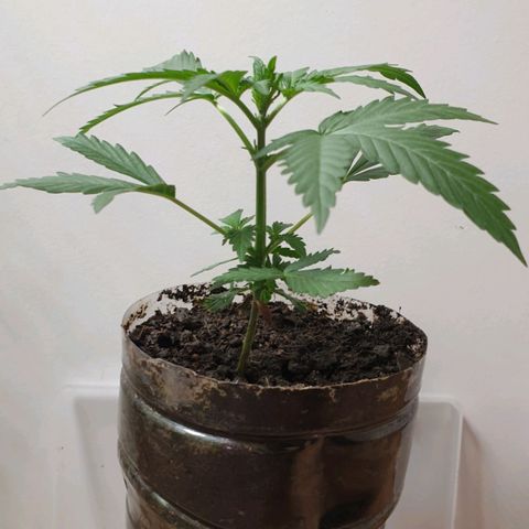 AmzXRedP 2025 growlog timeline photo