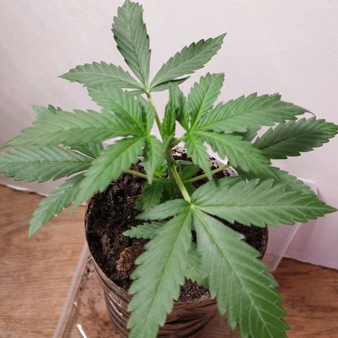 AmzXRedP 2025 growlog timeline photo