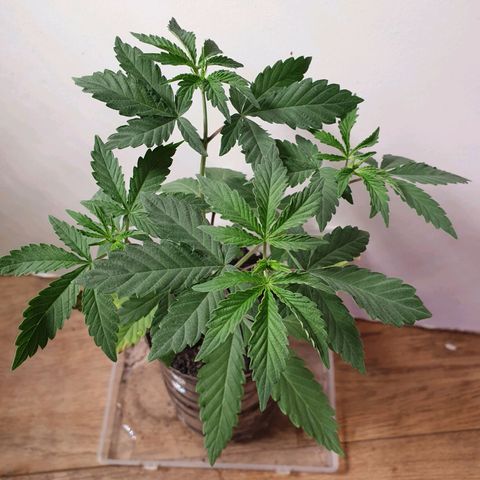 Unknown 1 2024/25 growlog timeline photo