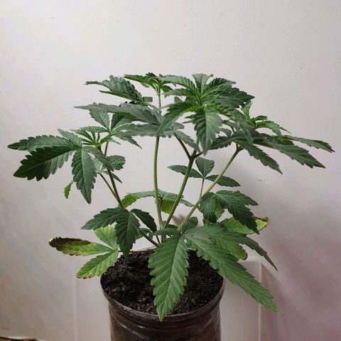 Unknown 1 2024/25 growlog timeline photo