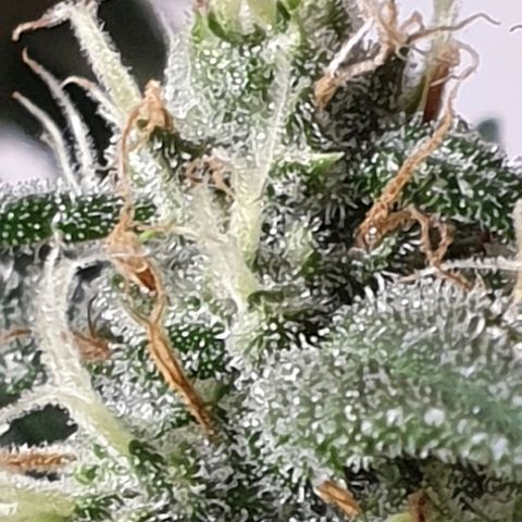 Red Poison 2 2024/25 growlog timeline photo