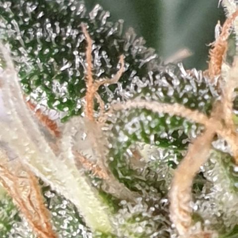 Red Poison 2 2024/25 growlog timeline photo