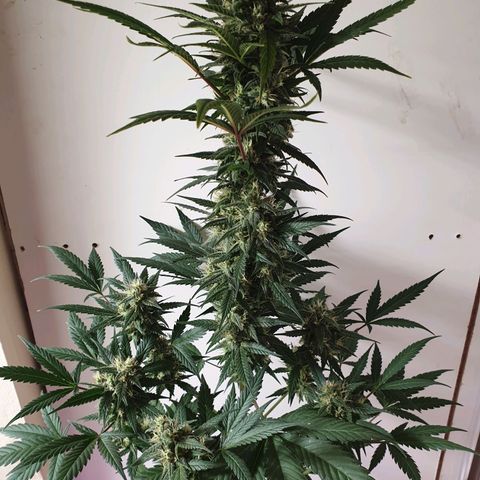 Red Poison 2 2024/25 growlog timeline photo