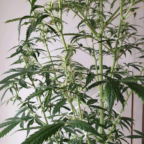 Cream 1 2024/25 growlog timeline photo