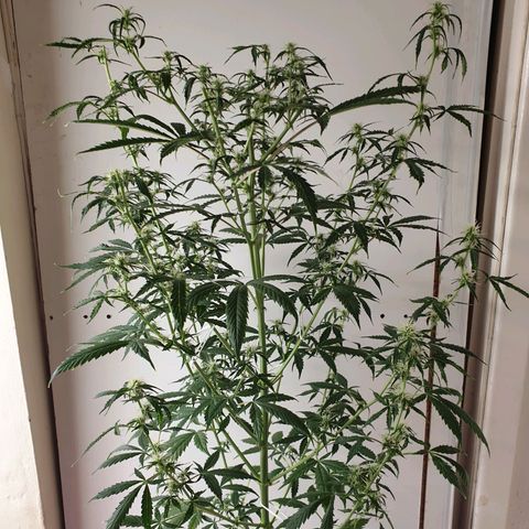 Cream 1 2024/25 growlog timeline photo
