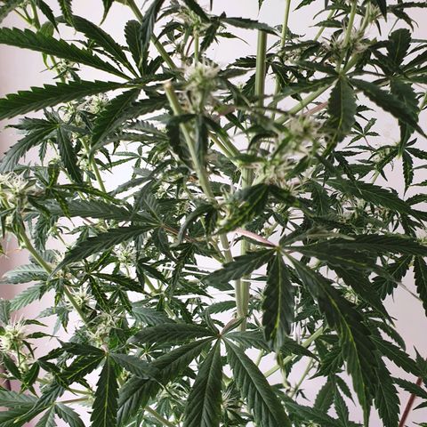 Cream 1 2024/25 growlog timeline photo