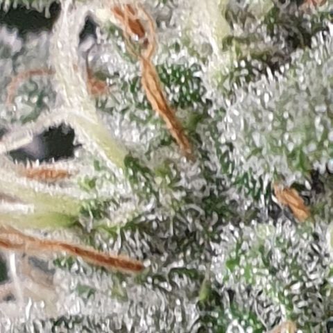 Red Poison 2 2024/25 growlog timeline photo