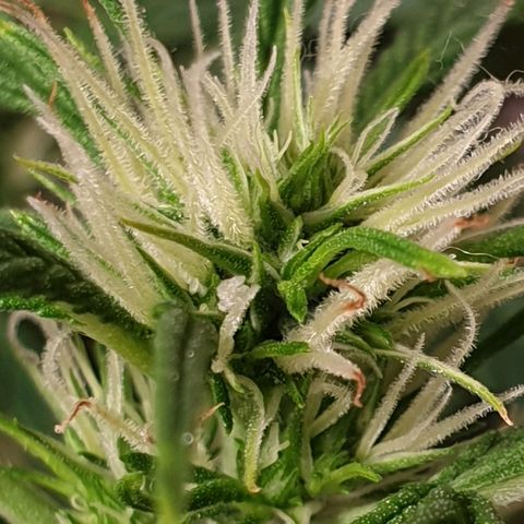Gelato 1 2024/25 growlog timeline photo