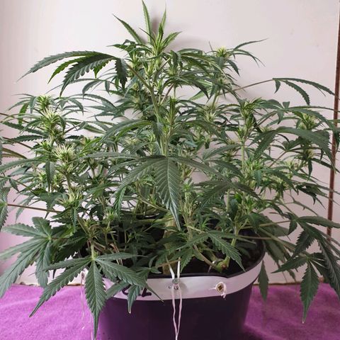 Gelato 1 2024/25 growlog timeline photo