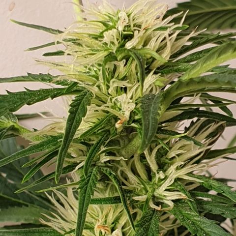 Gelato 1 2024/25 growlog timeline photo
