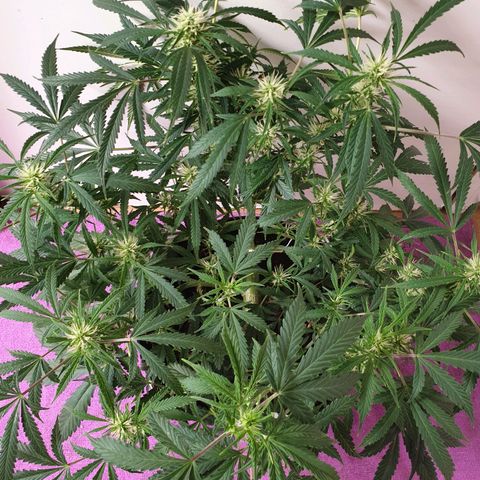 Gelato 1 2024/25 growlog timeline photo