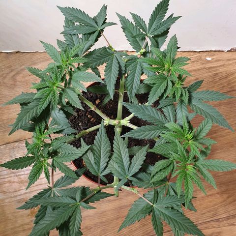 Blue Kush 3 2024/25 growlog timeline photo