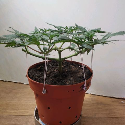 Blue Kush 3 2024/25 growlog timeline photo