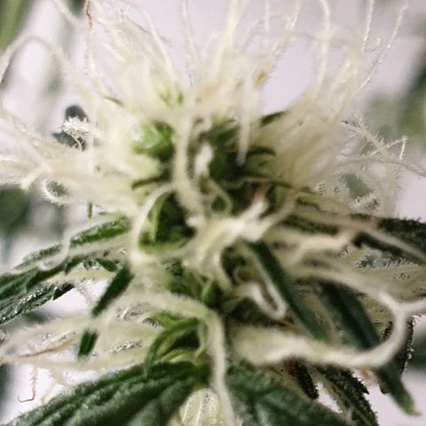 Cream 1 2024/25 growlog timeline photo