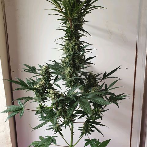 Red Poison 2 2024/25 growlog timeline photo