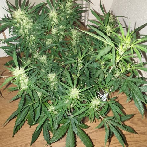 Gelato 1 2024/25 growlog timeline photo