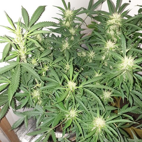 Gelato 1 2024/25 growlog timeline photo