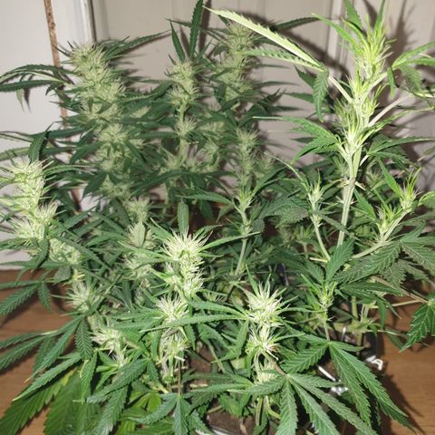 Gelato 1 2024/25 growlog timeline photo