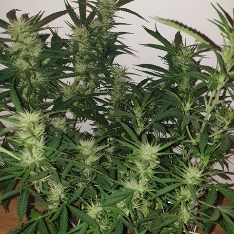 Gelato 1 2024/25 growlog timeline photo