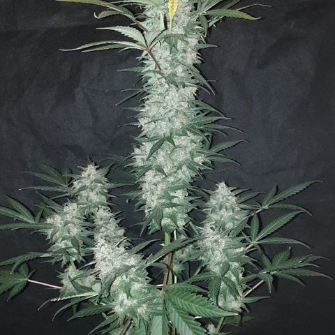 Red Poison 2 2024/25 growlog timeline photo
