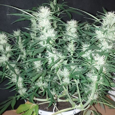 Gelato 1 2024/25 growlog timeline photo