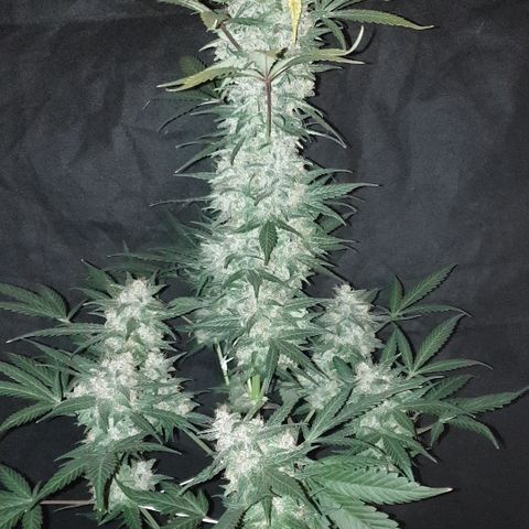 Red Poison 2 2024/25 growlog timeline photo