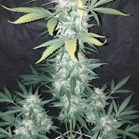 Red Poison 2 2024/25 growlog timeline photo