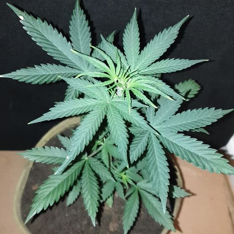 AmzXRedP 2025 growlog timeline photo