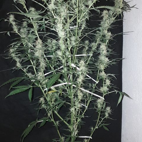 Cream 1 2024/25 growlog timeline photo
