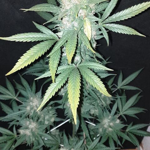 Red Poison 2 2024/25 growlog timeline photo